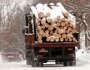 Мужчина незаконно вырубил лес на 2 миллиона рублей