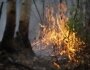 В Шабалинском районе неизвестные подожгли лес