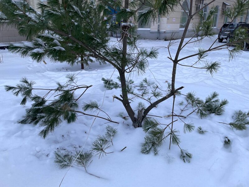 Кировчане ломают высаженные деревья